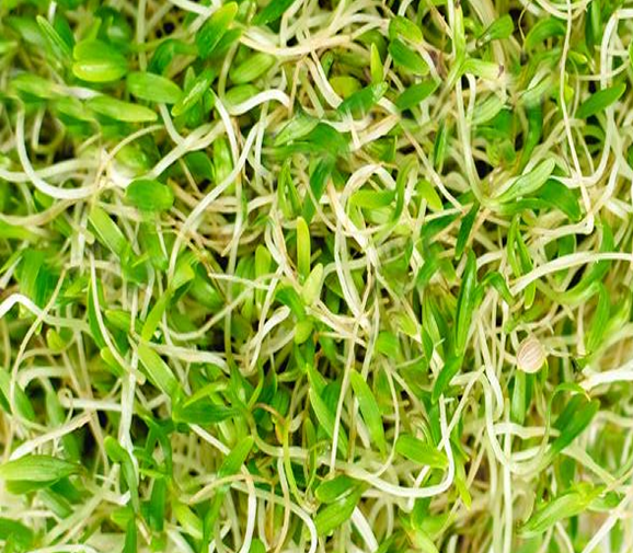 Green Sprouts Background